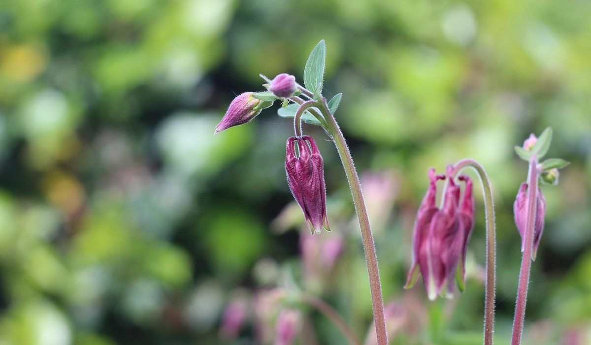 Creating a Wildlife-Friendly Garden in a Small Space
